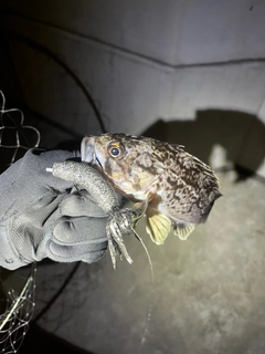 クロソイの釣果