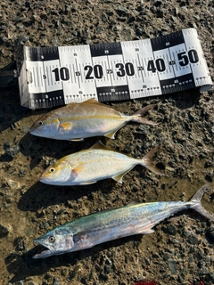 ショゴの釣果