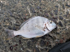 ヘダイの釣果