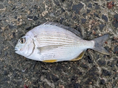 ヘダイの釣果