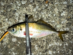 マアジの釣果