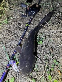 ナマズの釣果