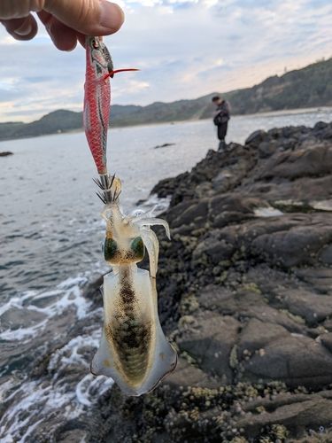 スズキの釣果・釣り情報まとめ【2026年最新】 - アングラーズ | 釣果