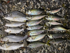 アジの釣果