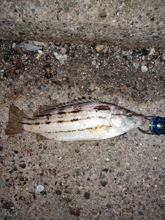 シマイサキの釣果