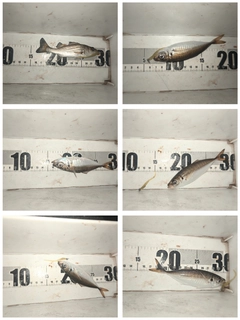 セイゴ（マルスズキ）の釣果