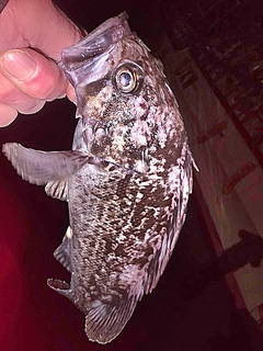 クロソイの釣果