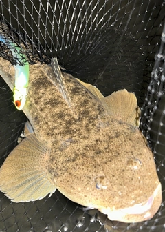 マゴチの釣果