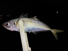 マアジの釣果