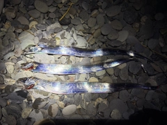 タチウオの釣果