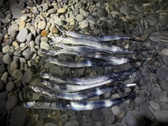 タチウオの釣果