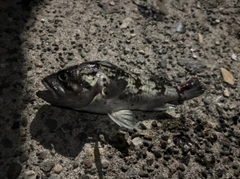 クロソイの釣果