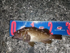 ガヤの釣果