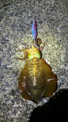アオリイカの釣果