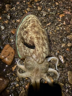 モンゴウイカの釣果