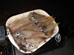 イカの釣果