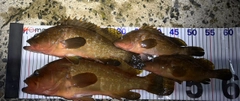 キジハタの釣果