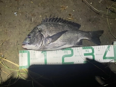 チヌの釣果