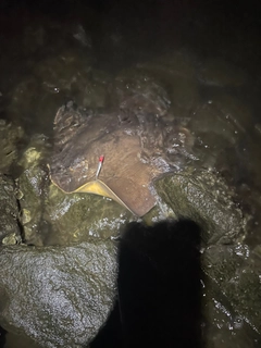 アカエイの釣果