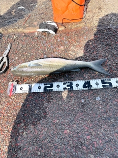 ボラの釣果