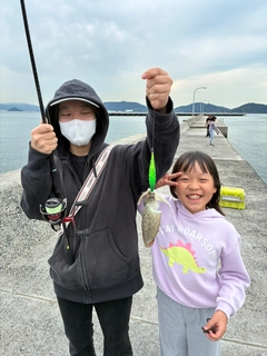 コウイカの釣果