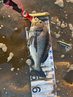 チヌの釣果