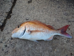 マダイの釣果