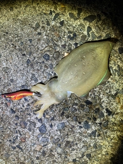 コウイカの釣果