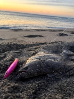 ヒラメの釣果