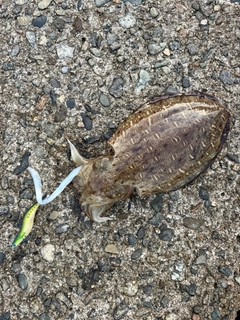コウイカの釣果