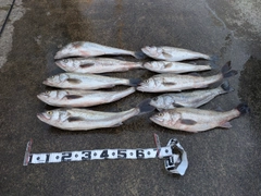 シーバスの釣果