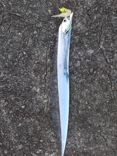 タチウオの釣果