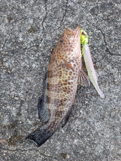 オオモンハタの釣果