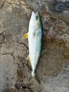 ツバスの釣果