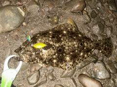 ヒラメの釣果