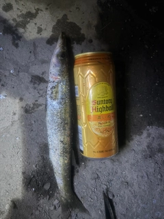 カマスの釣果