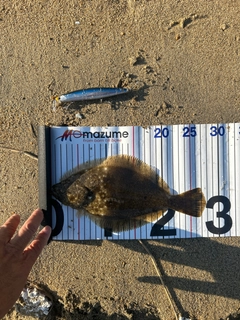 ソゲの釣果