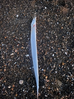 タチウオの釣果