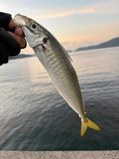 マルアジの釣果