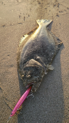 ヒラメの釣果