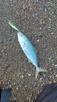 コゾクラの釣果