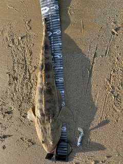 マゴチの釣果
