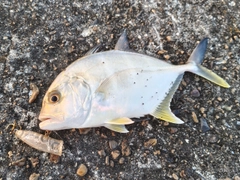 メッキの釣果