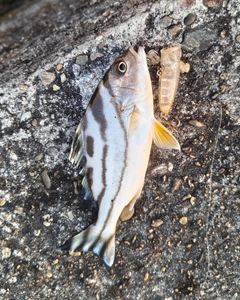 コトヒキの釣果