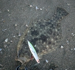 ヒラメの釣果
