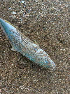 コゾクラの釣果