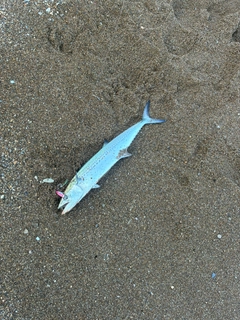 サゴシの釣果