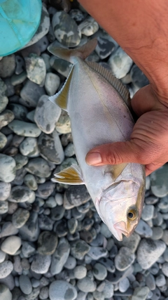 ショゴの釣果