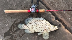 サラサハタの釣果