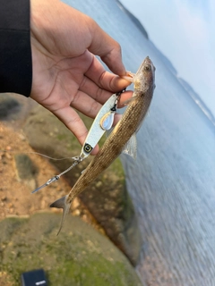 エソの釣果